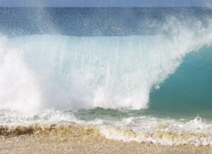 Mustache on the Move: Wintering in Hawaii